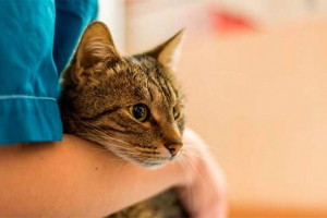 Zapalenie pochwy kotów - co musisz wiedzieć? Zapalenie pochwy kotów - co musisz wiedzieć?